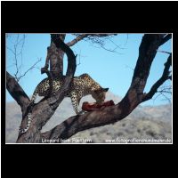 3-105 Leopard beim Fuettern.jpg
